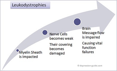 Leukodystrophies Graphic